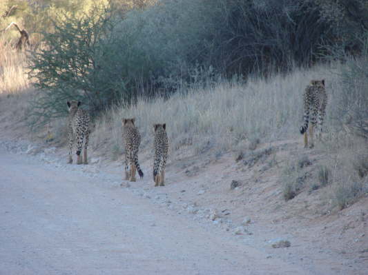 Kgalagadi Nationalpark