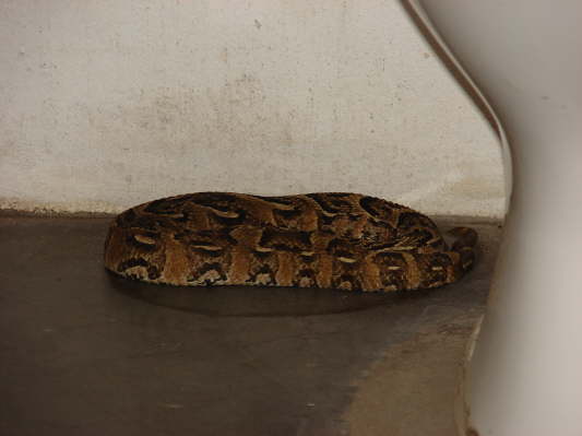 Zavora-Lodge, Mocambique