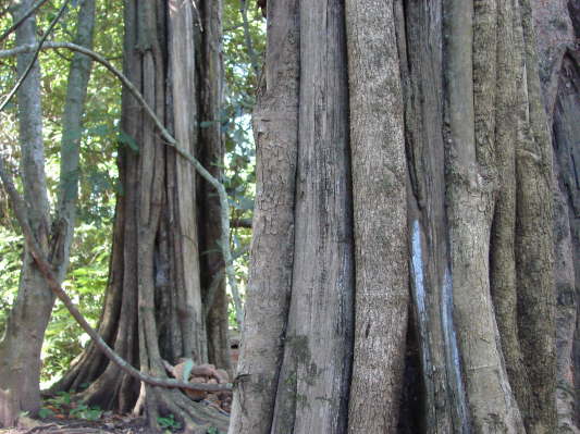 Ndzou-Camp, Chimanimani-Berge
