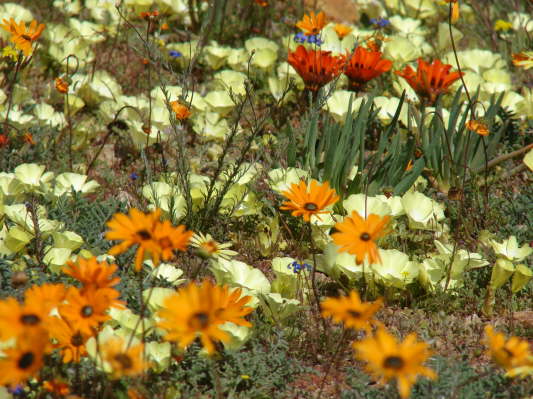 Namakwa Nationalpark