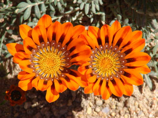 Namakwa Nationalpark