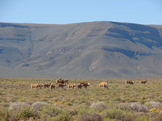 Tankwa Karoo Nationalpark