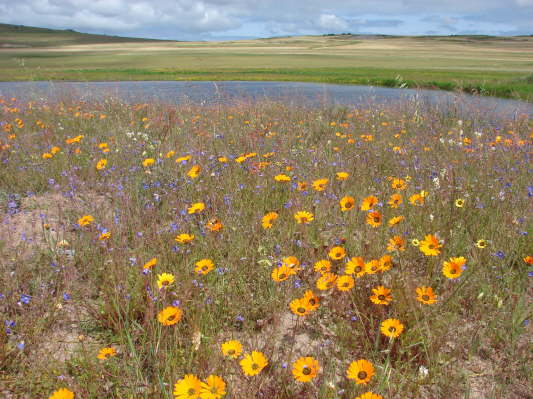 Darling, Tinie Versfeld Nature Reserve