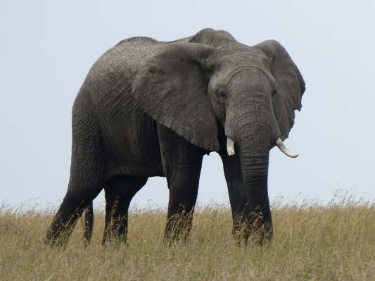 Masai Mara Nationalpark, Kenya