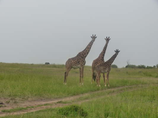 Masai Mara Nationalpark, Kenya