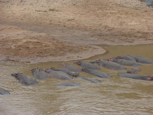 Masai Mara Nationalpark, Kenya