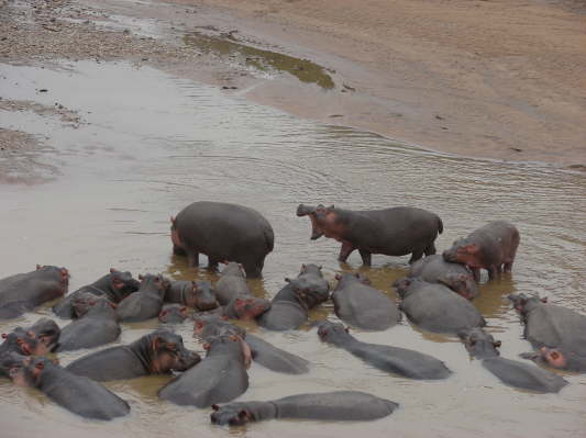 Masai Mara Nationalpark, Kenya