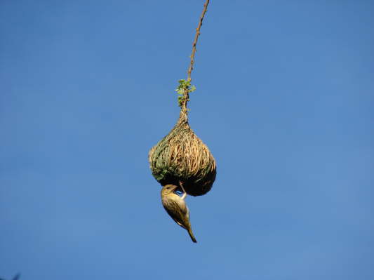 Camp Henry, Marsabit