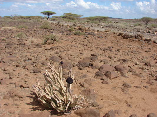 Chalbi Dessert, Kenya