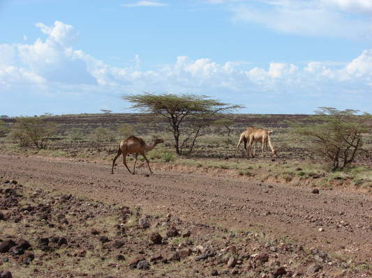 Chalbi Dessert, Kenya