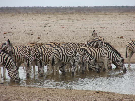 Etosha Nationalpark