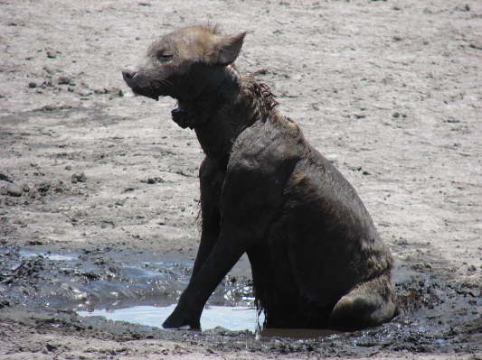 Liuwa Plains Nationalpark