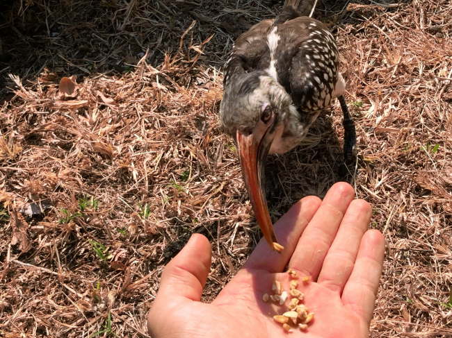 Pilanesberg Nationalpark