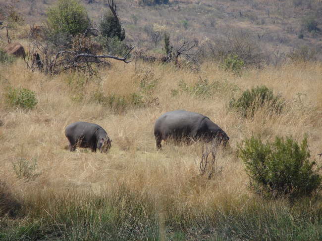 Pilanesberg Nationalpark