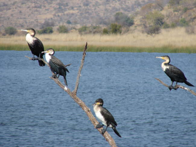 Pilanesberg Nationalpark