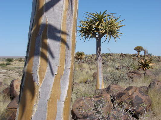 Quivertree Lodge, Keetmanshoop