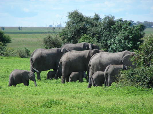 Chobe Nationalpark