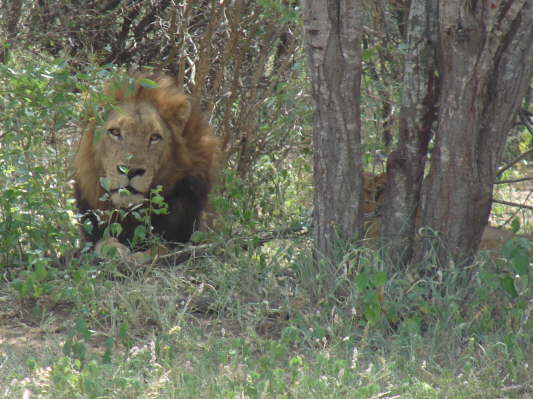 Kruger Nationalpark, Sdafrika