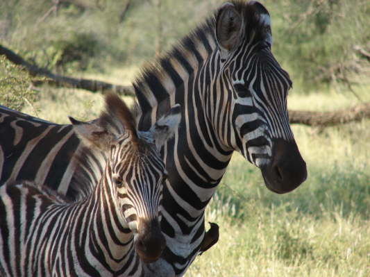 Kruger Nationalpark, Sdafrika
