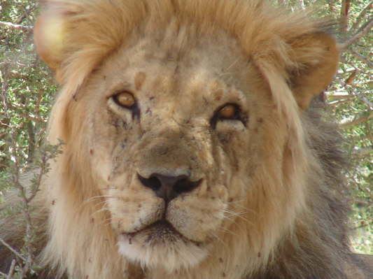 Kgalagadi Nationalpark, Sdafrika