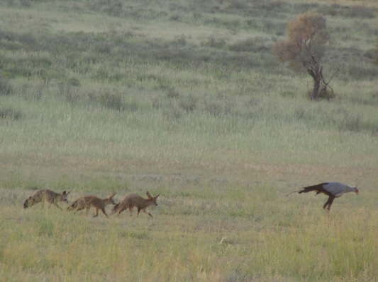 Kgalagadi Nationalpark, Sdafrika