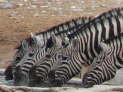 Etosha Nationalpark