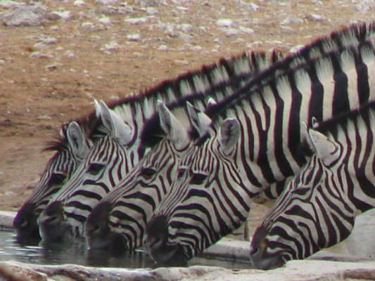 Etosha Nationalpark