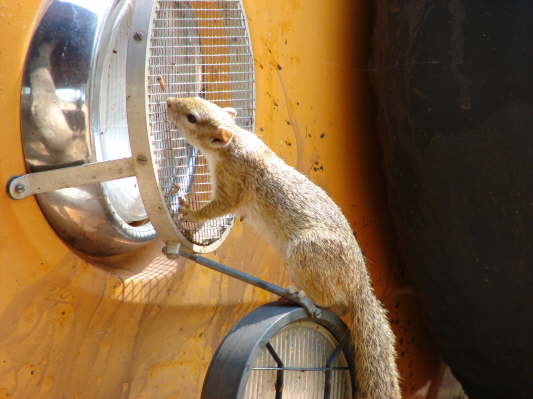 Wildlife Camp, Mfuwe