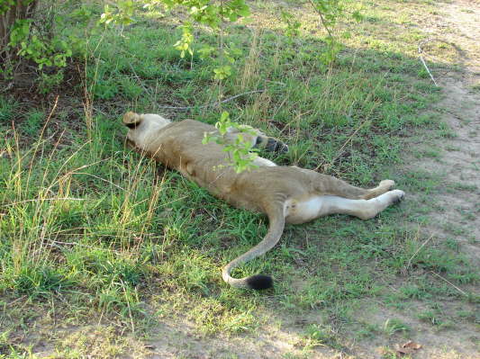 South Luangwa Nationalpark