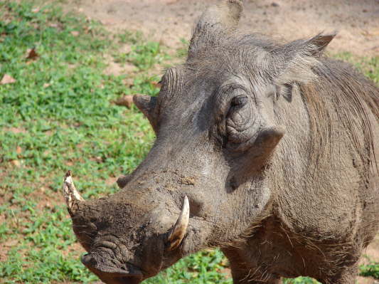 South Luangwa Nationalpark