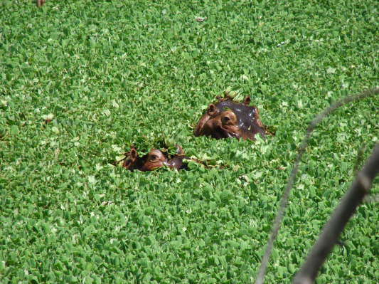 South Luangwa Nationalpark