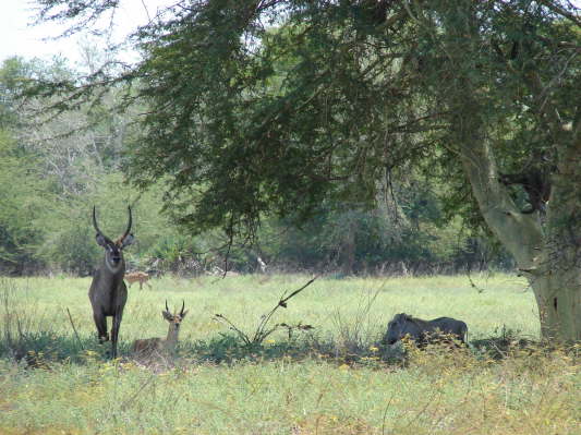 Gorongosa Nationalpark