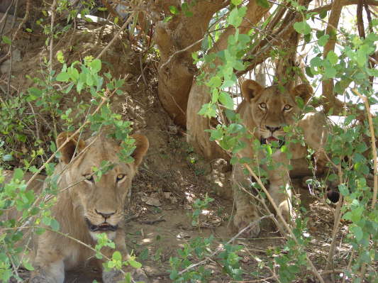 Gorongosa Nationalpark