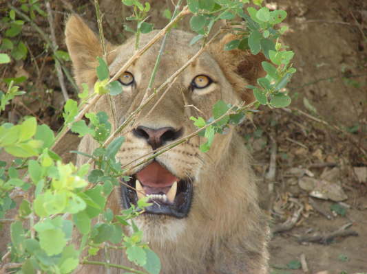 Gorongosa Nationalpark
