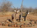 Ruaha Nationalpark