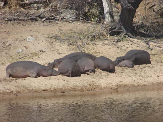 Ruaha Nationalpark
