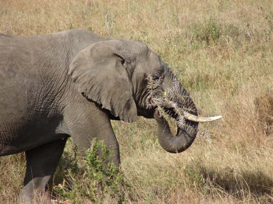 Serengeti Nationalpark