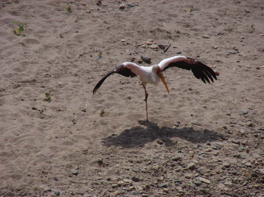 Massai Mara Nationalpark