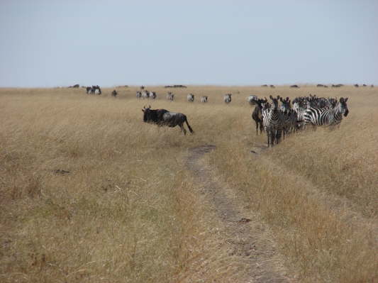 Massai Mara Nationalpark