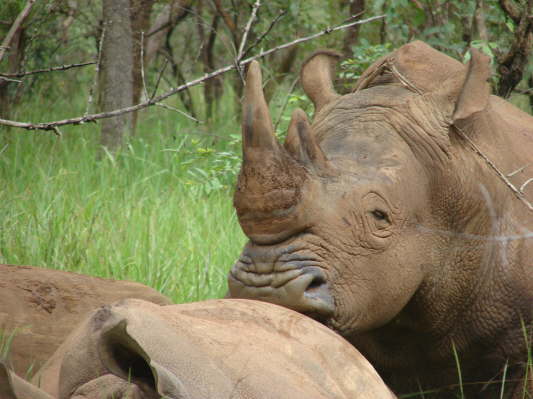 Ziwa Rhino Sanctuary