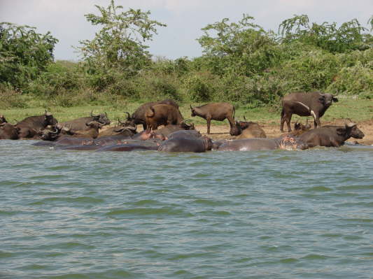 Queen Elizabeth Nationalpark