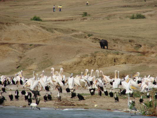 Queen Elizabeth Nationalpark