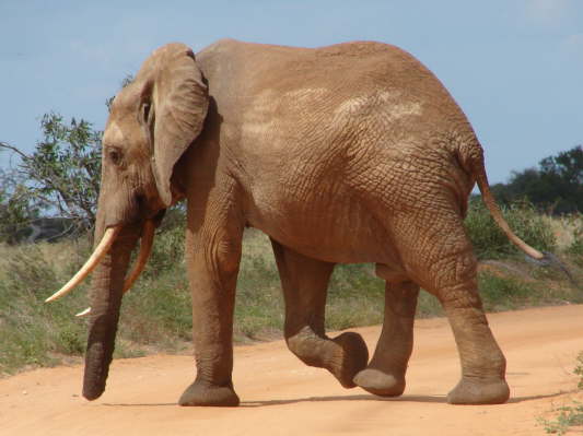 Tsavo East Nationalpark