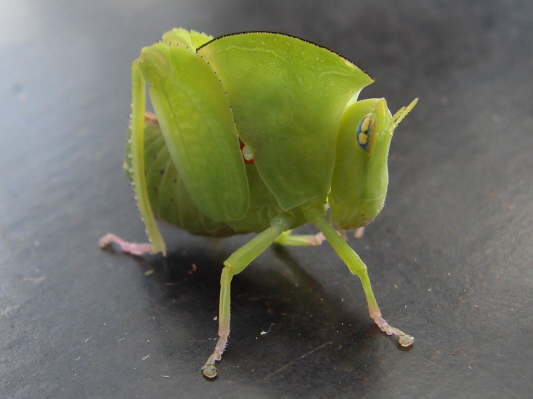Tsavo West Nationalpark