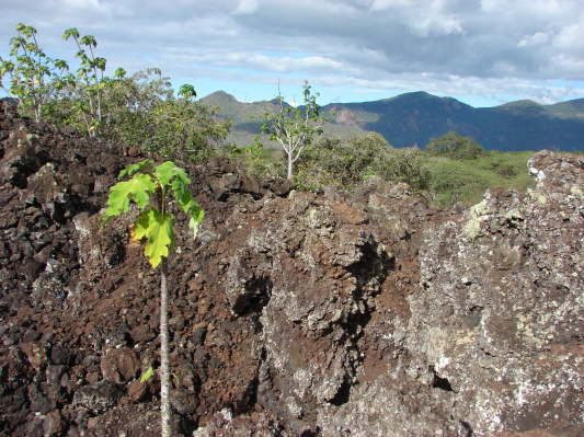 Tsavo West Nationalpark