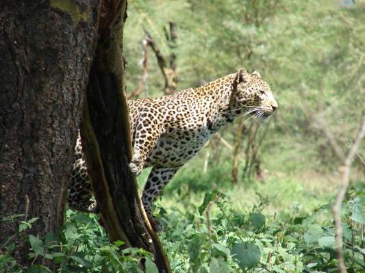 Lake Nakuru Nationalpark
