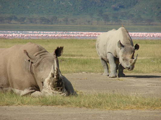 Lake Nakuru Nationalpark