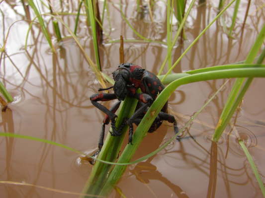 Lilienvlei bei Maltah�he