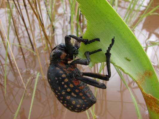 Lilienvlei bei Maltahhe