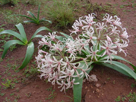 Lilienvlei bei Maltah�he